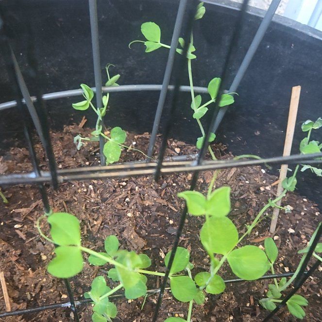 Photo of the plant species Peas by @ChicOrchid31 named Xena on Greg, the plant care app