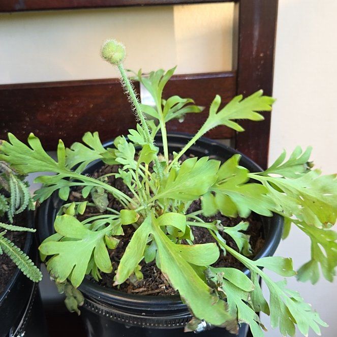 Photo of the plant species Iceland Poppy by @ChicOrchid31 named Achilles on Greg, the plant care app