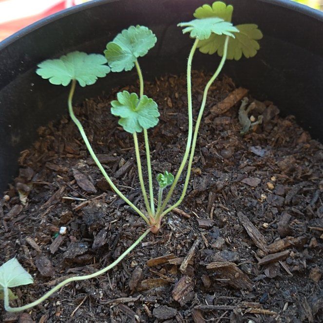 Photo of the plant species Dovefoot Geranium by @ChicOrchid31 named Gregarious on Greg, the plant care app