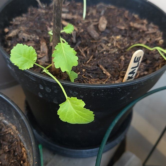 Photo of the plant species Kale by @ChicOrchid31 named Elina on Greg, the plant care app