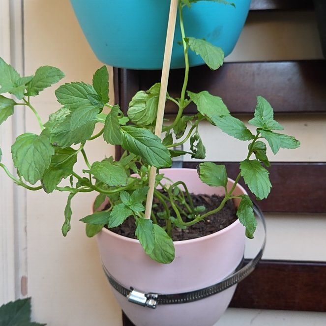 Photo of the plant species Mint by @ChicOrchid31 named Daphne on Greg, the plant care app