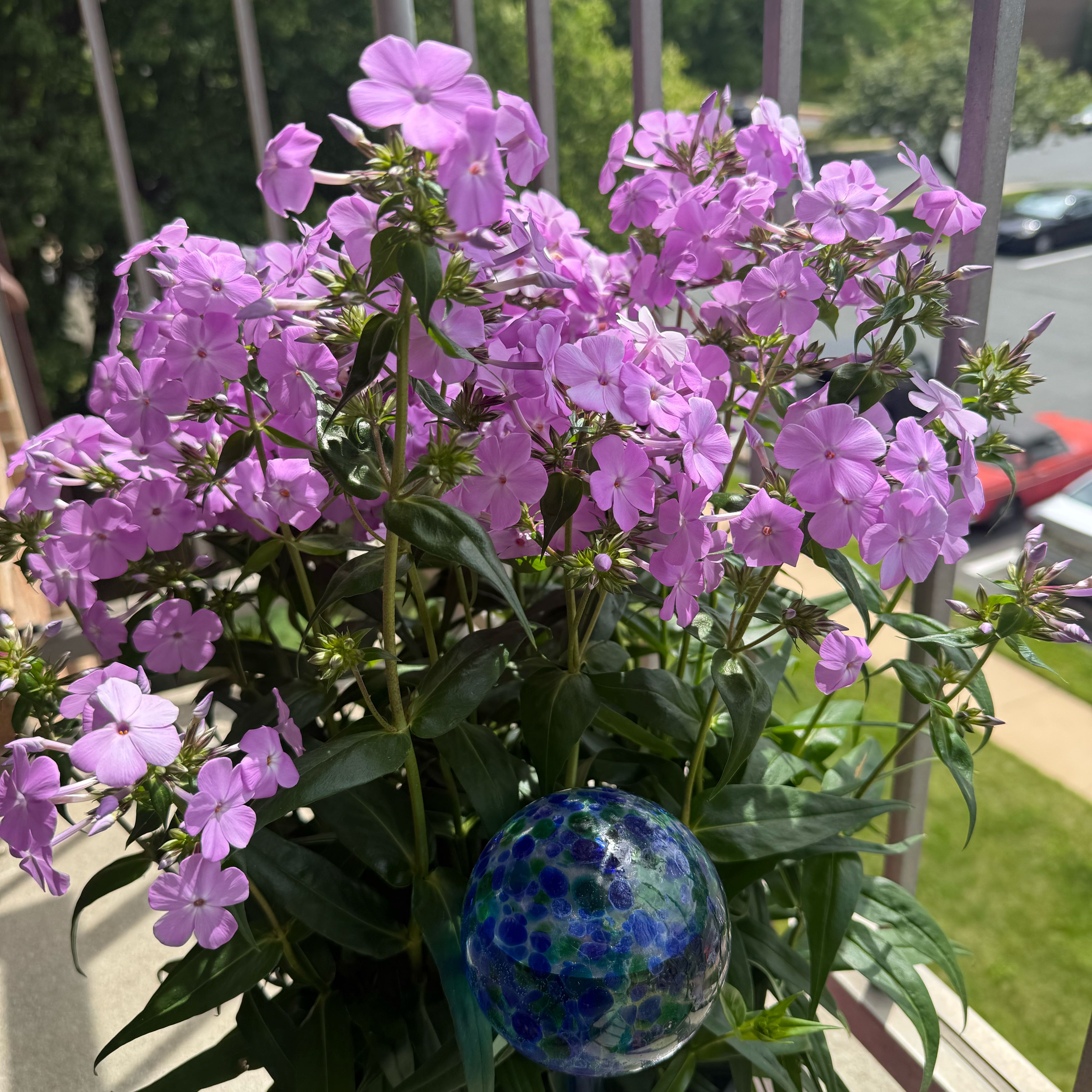 Photo of the plant species Phlox 'Fashionably Early Princess' by @NursePukatea96 named emma 💜 on Greg, the plant care app