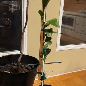 Photo of the plant species Makrut Lime by @ZestMandarin84 named Hamilton on Greg, the plant care app