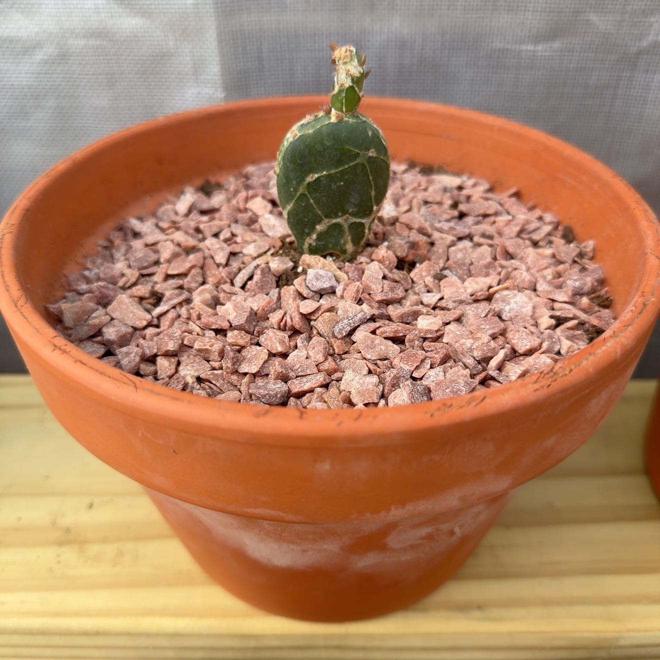 Photo of the plant species Opuntia Reticulata cv Cobra by @PoaRunner13 named Remington on Greg, the plant care app