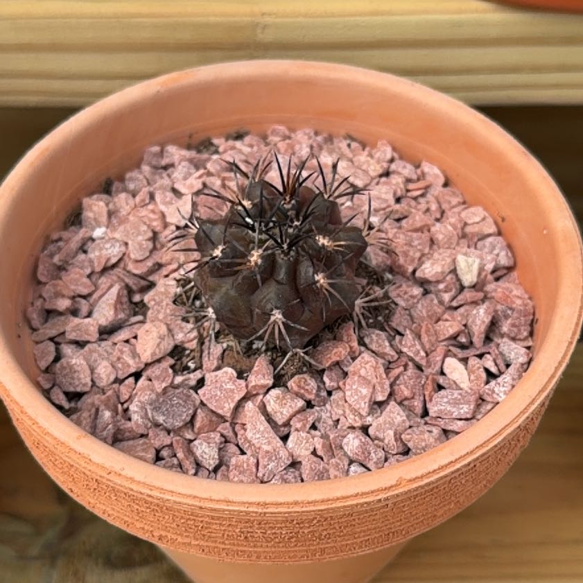 Photo of the plant species Copiapoa dura by @ZingHemlock50 named Marley on Greg, the plant care app