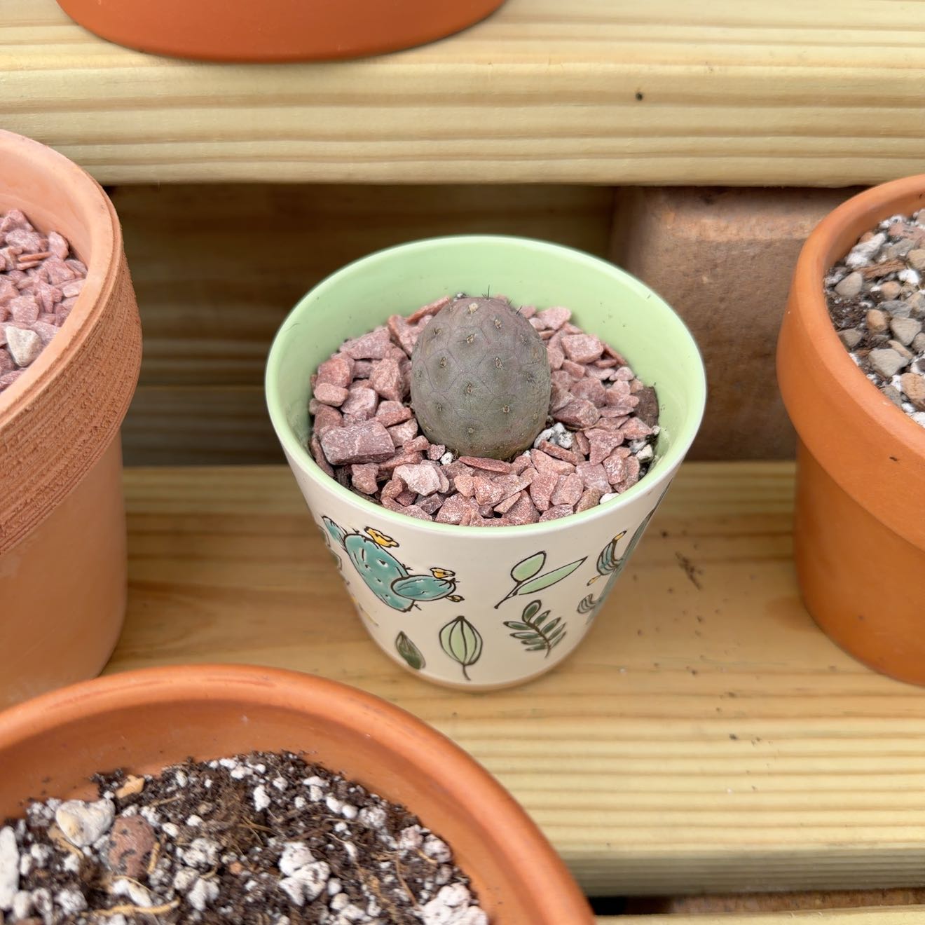 Photo of the plant species Tephrocactus geometricus by @ZingHemlock50 named Sol on Greg, the plant care app