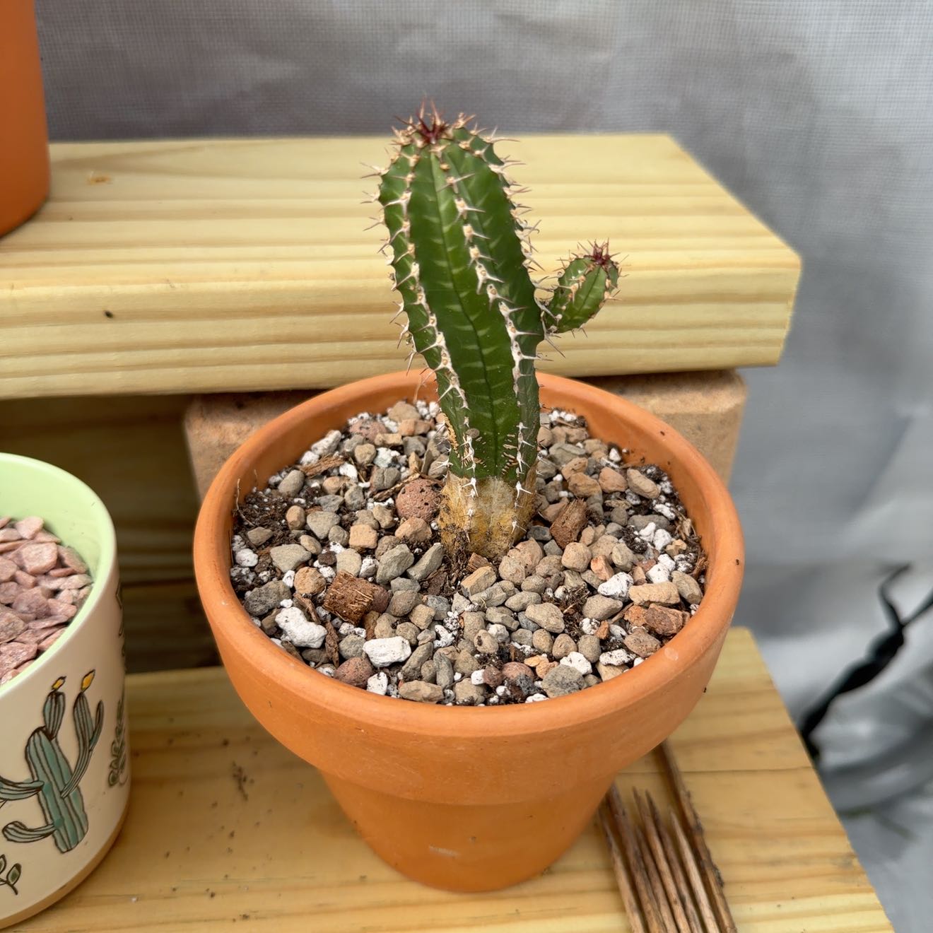 Photo of the plant species Euphorbia frankii by @ZingHemlock50 named Diana on Greg, the plant care app