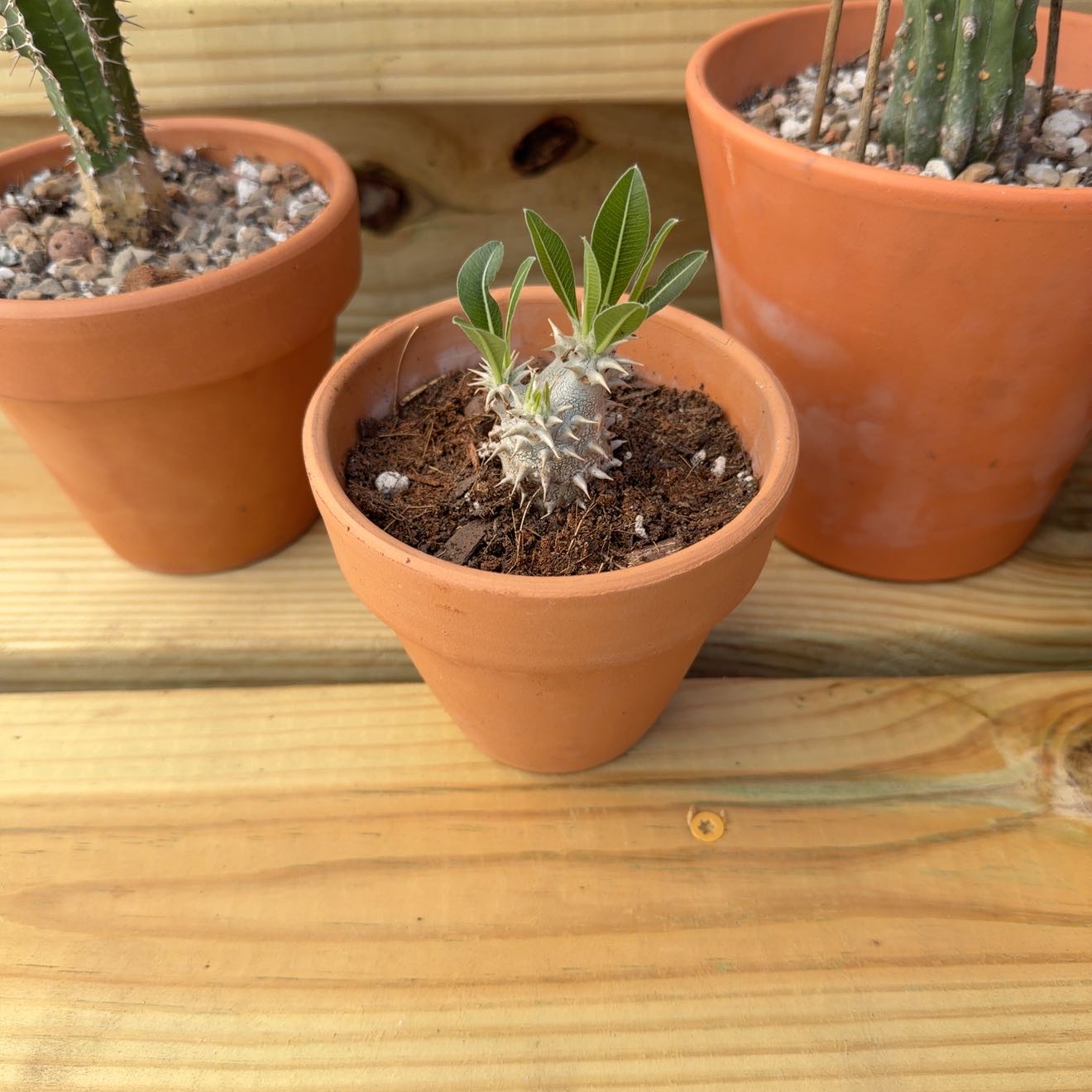 Photo of the plant species Pachypodium densiflorum by @ZingHemlock50 named Aristotle on Greg, the plant care app
