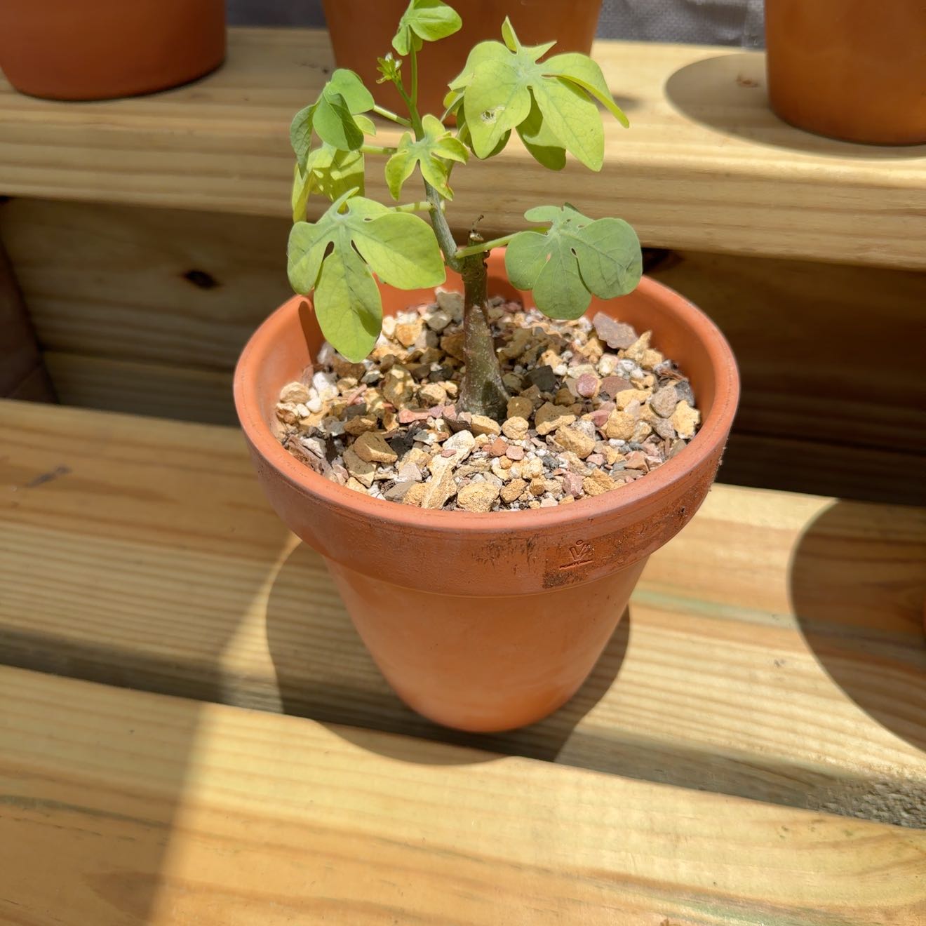 Photo of the plant species Elephant's Foot by @AztekPoaRunner named Bigleef Smalls on Greg, the plant care app