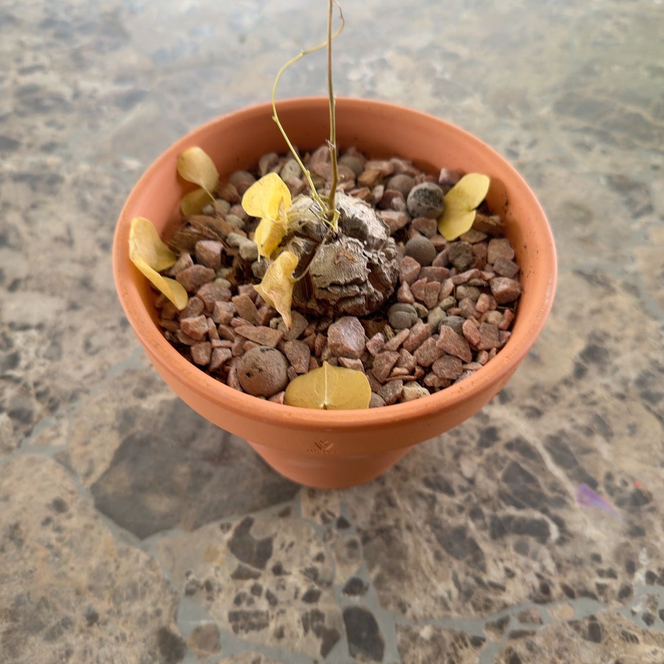 Photo of the plant species Elephant's Foot by @PoaRunner13 named Willow on Greg, the plant care app