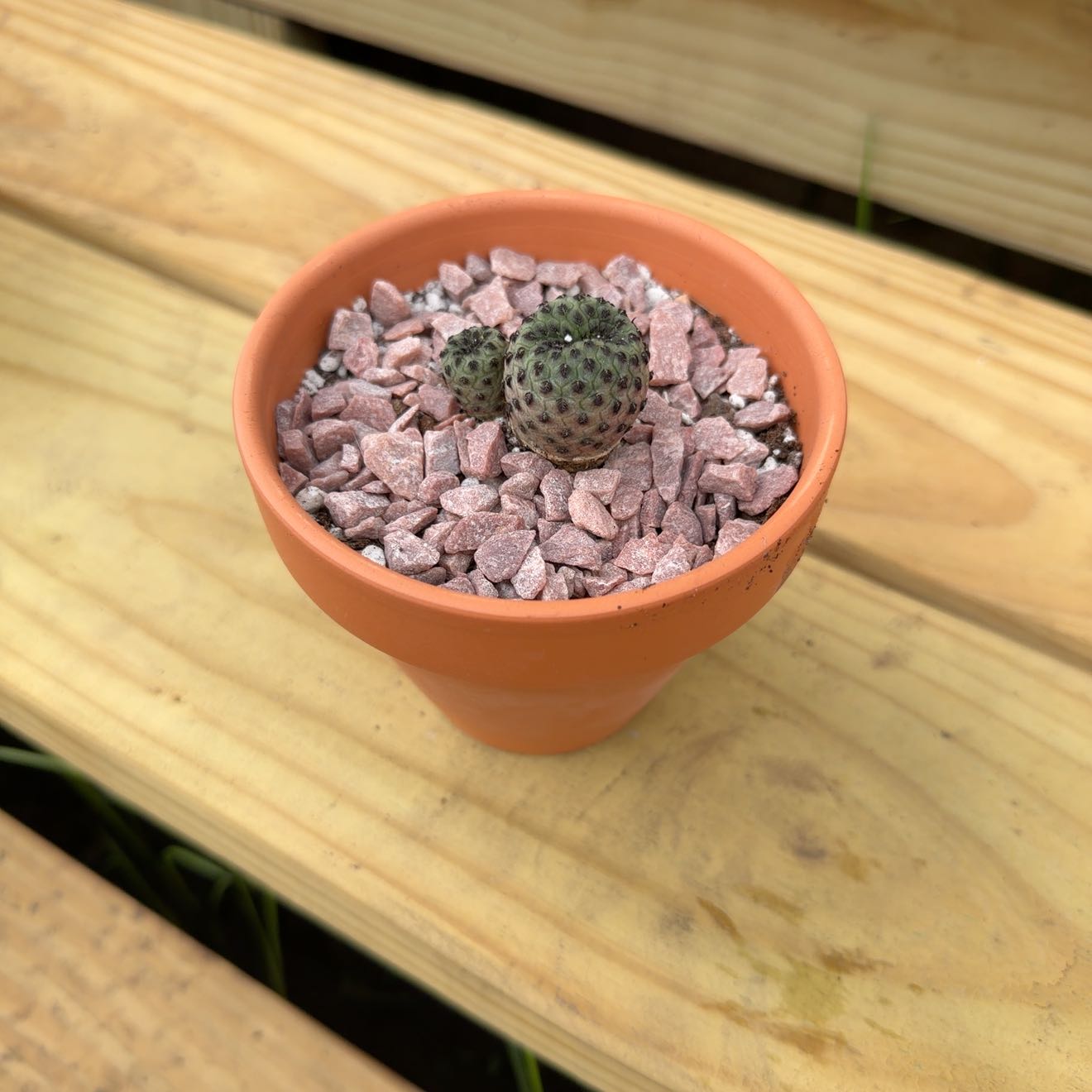 Photo of the plant species Sulcorebutia rauschii by @AridRunner named Beyonce on Greg, the plant care app