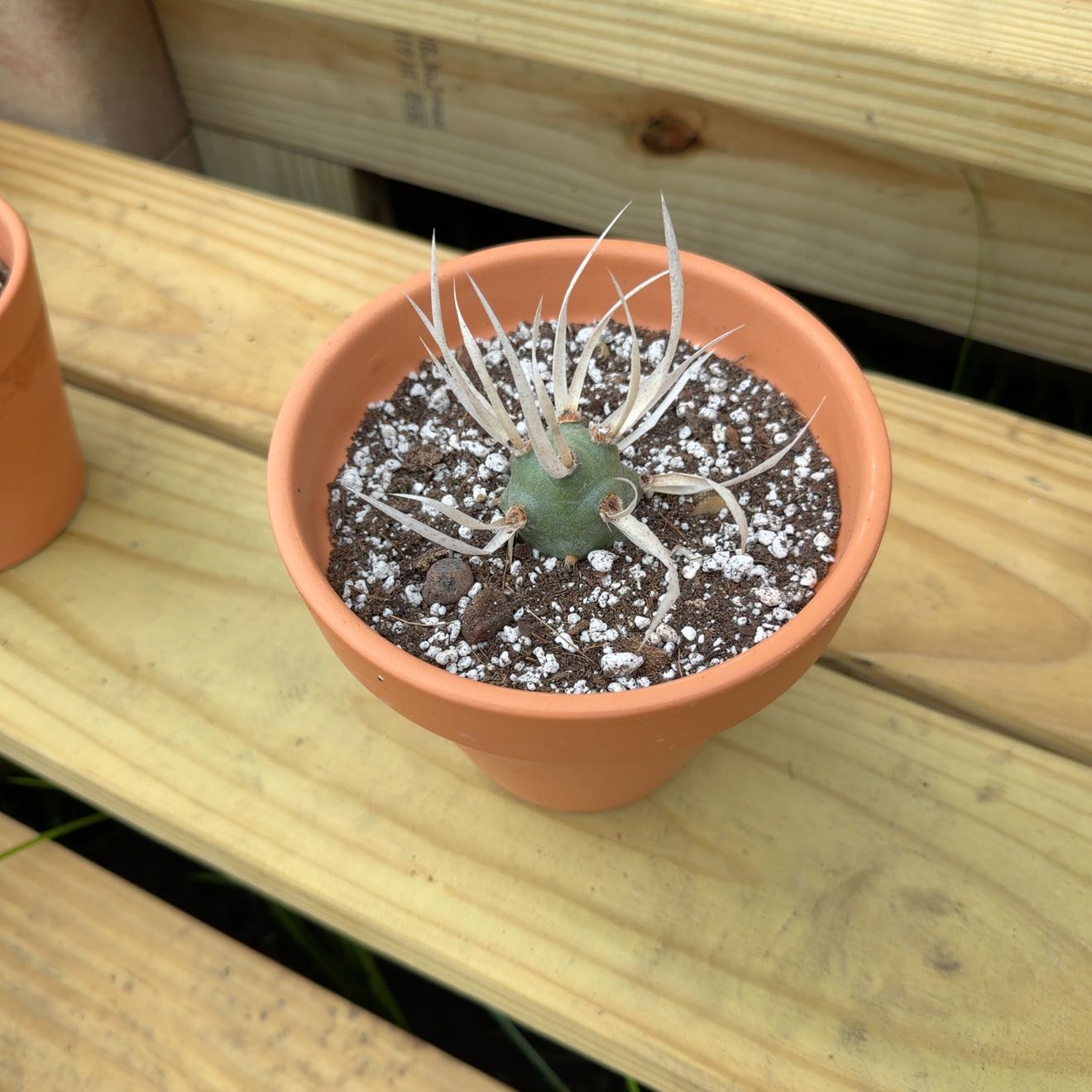 Photo of the plant species Paper Spine Cactus by @ZingHemlock50 named Athena on Greg, the plant care app
