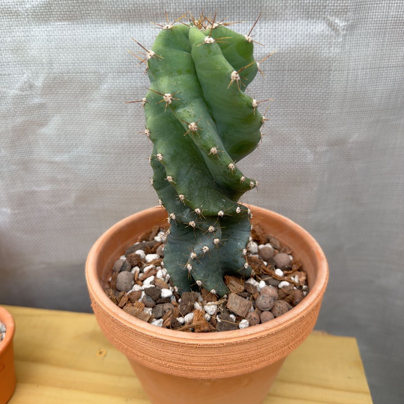 Photo of the plant species Twisted Cactus by @AridRunner named The Dark Tower on Greg, the plant care app