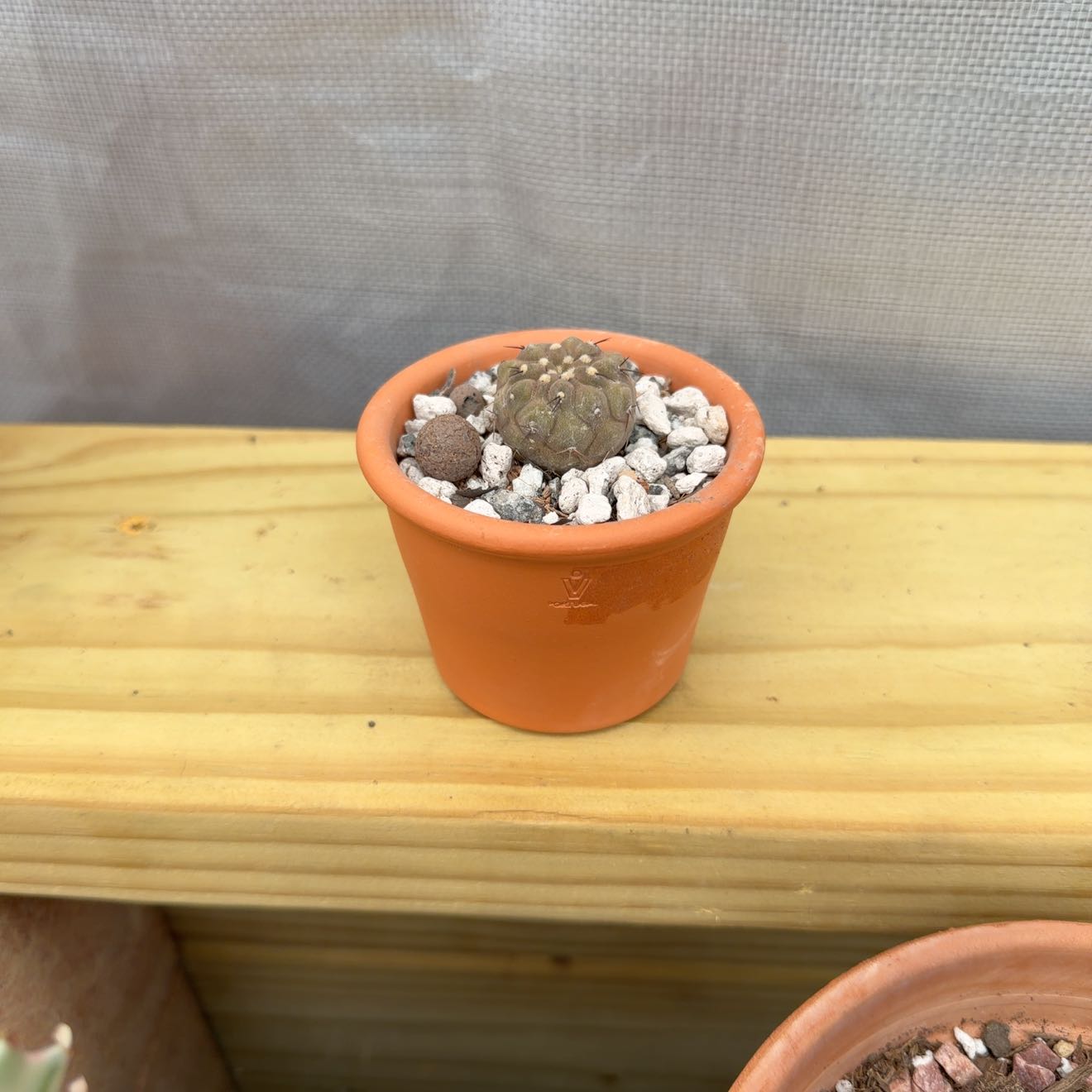 Photo of the plant species Copiapoa cinerea by @AridRunner named Pennywise on Greg, the plant care app