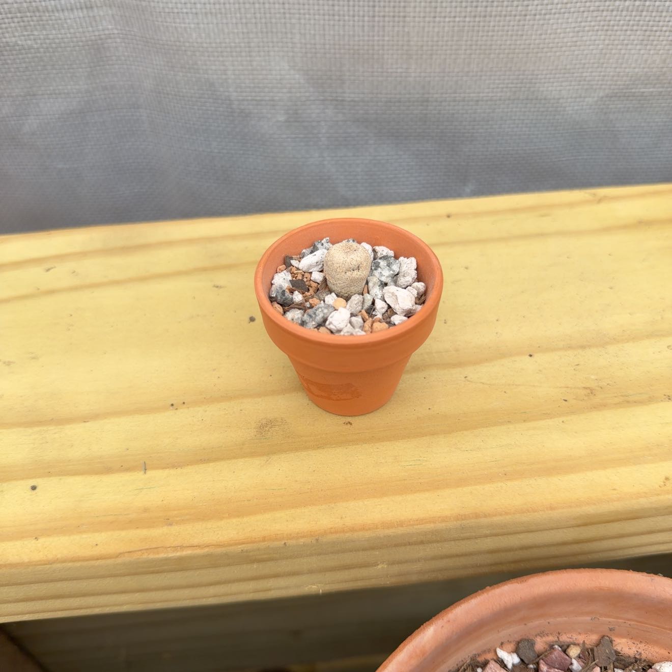 Photo of the plant species Epithelantha 'Album' by @AridRunner named Mr. Chow on Greg, the plant care app