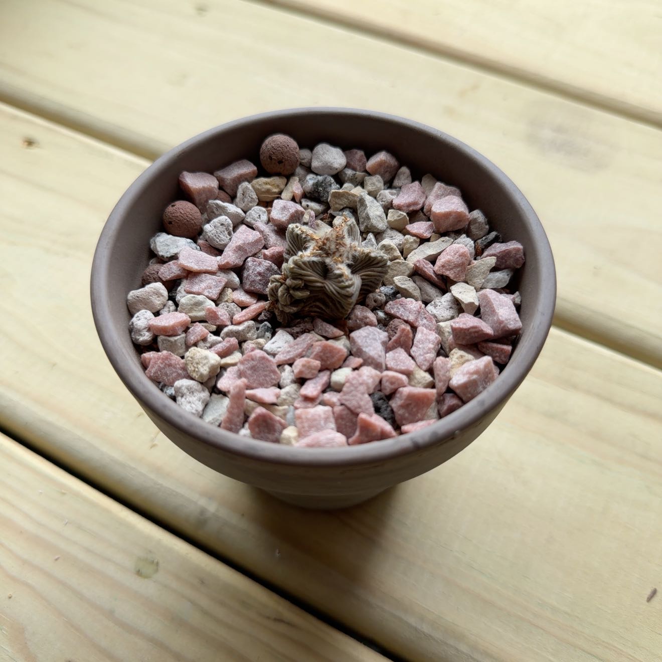 Photo of the plant species Aztekium Valdezii by @AridRunner named Captain Plant-it on Greg, the plant care app