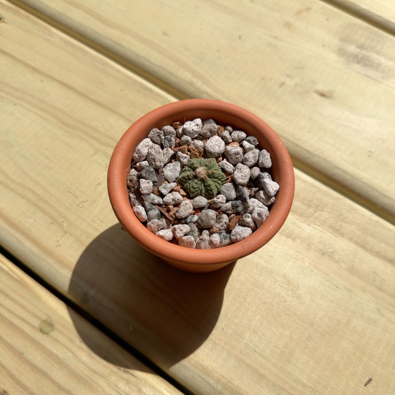 Photo of the plant species Aztec Cactus by @AridRunner named Roswell on Greg, the plant care app