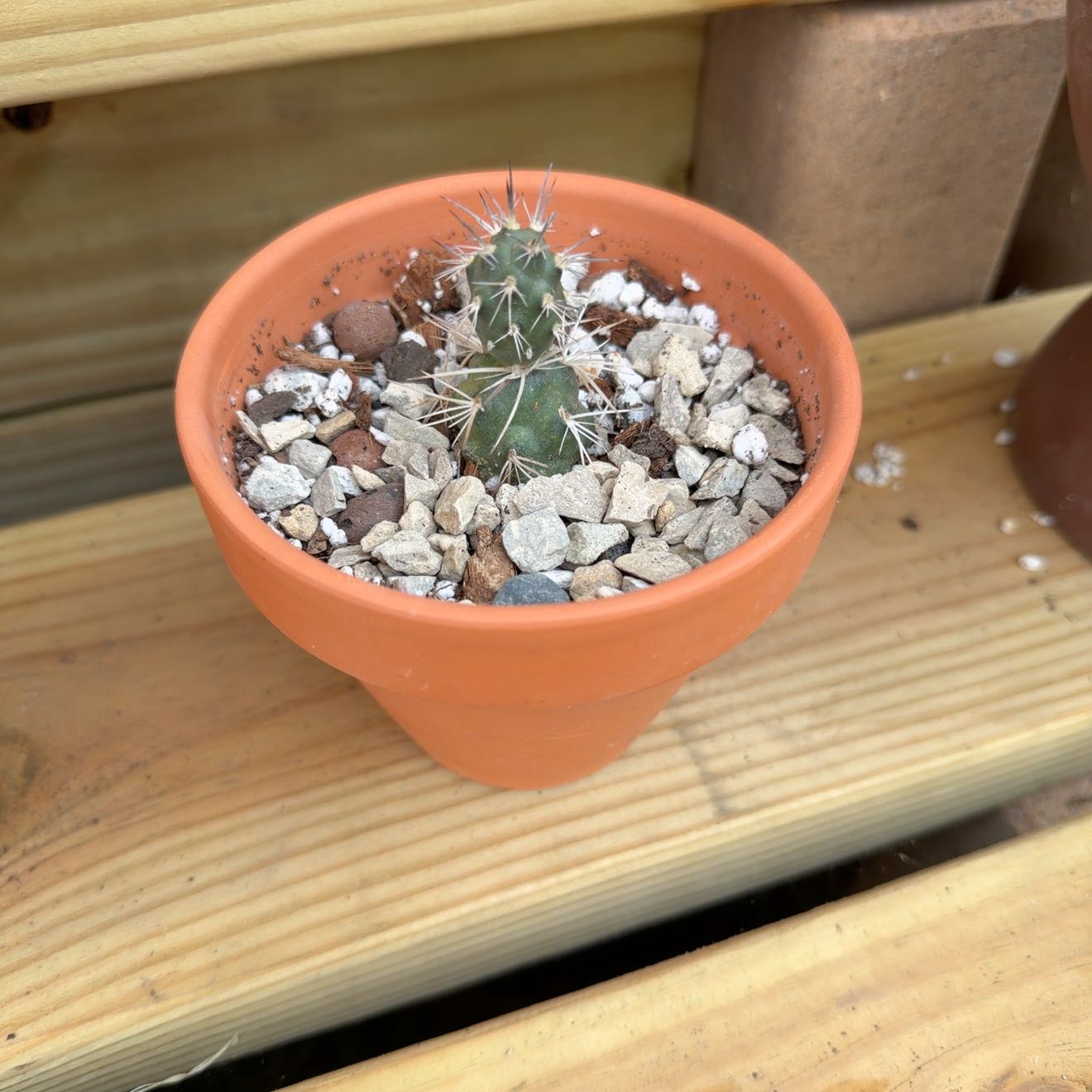 Photo of the plant species Tephrocactus geometricus by @AridRunner named Cujo on Greg, the plant care app