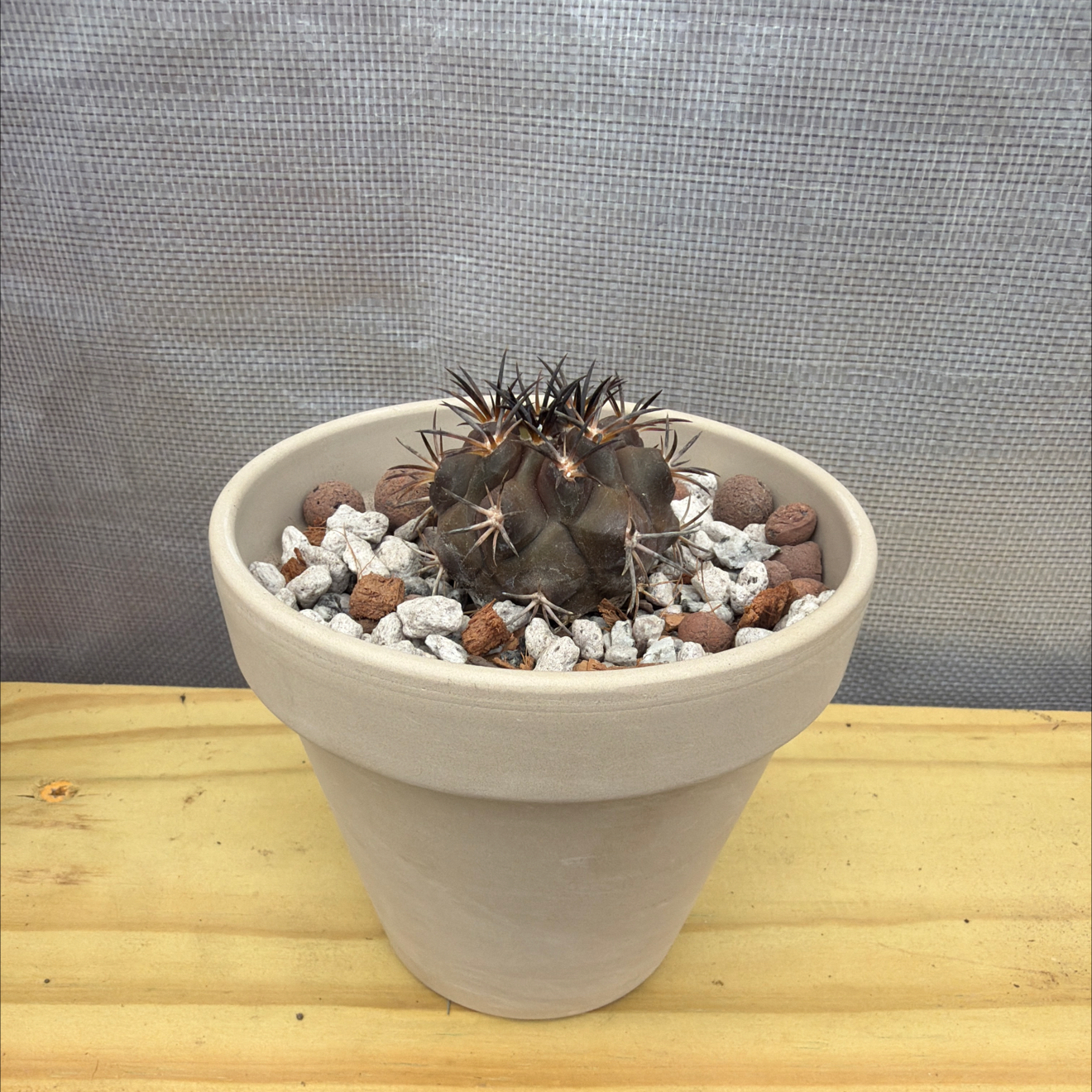Photo of the plant species Copiapoa dura by @AridRunner named Randall Flagg on Greg, the plant care app
