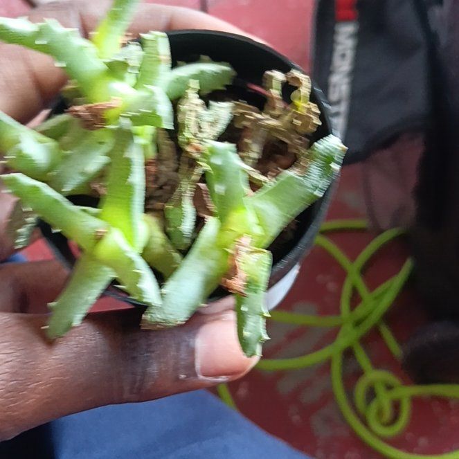 Photo of the plant species Hottentot Fig by @PetCasimiroa99 named Bigleef Smalls on Greg, the plant care app