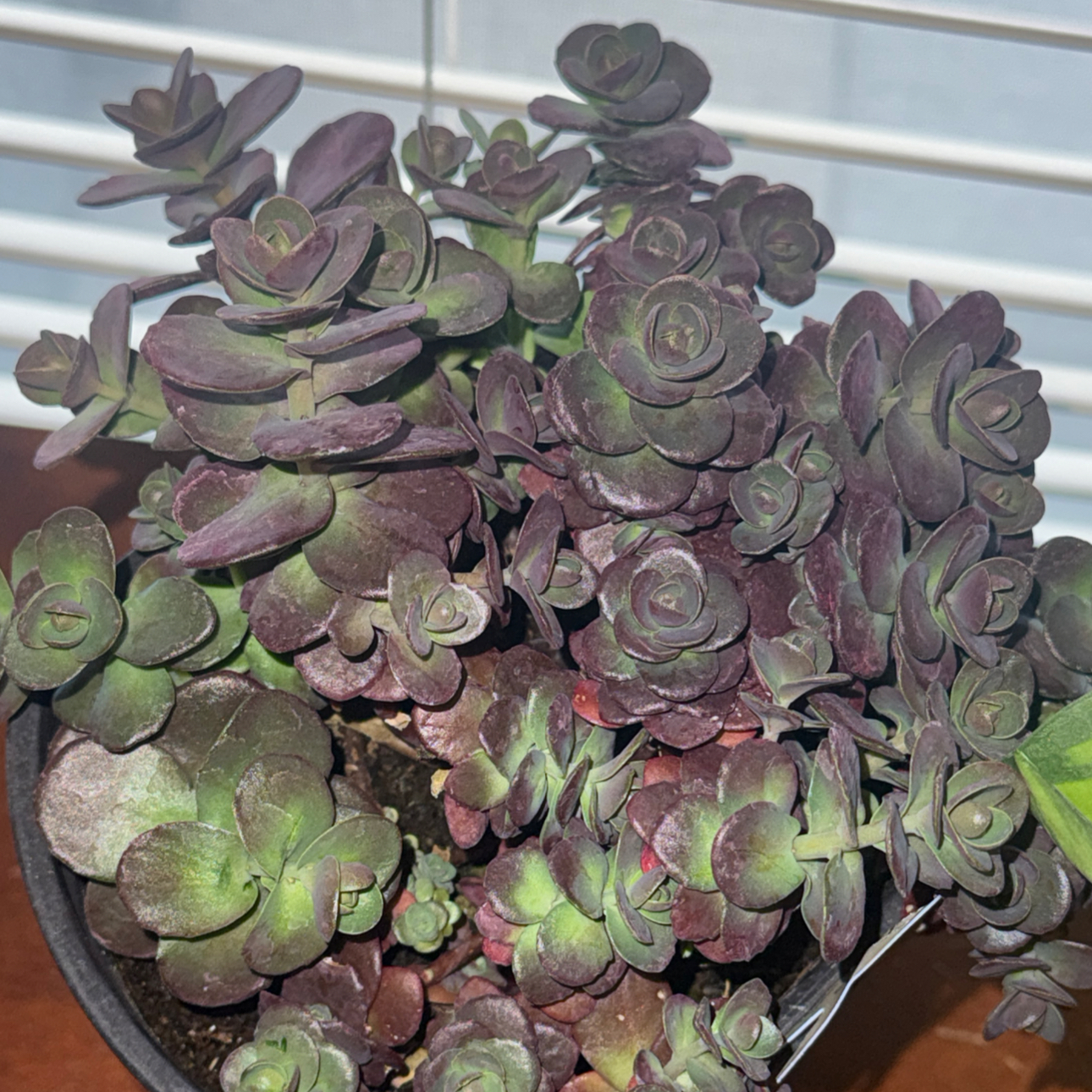 Photo of the plant species SunSparkler™️ Cherry Tart Sedum by @SlinkyOmnom72 named mayonnaise on Greg, the plant care app