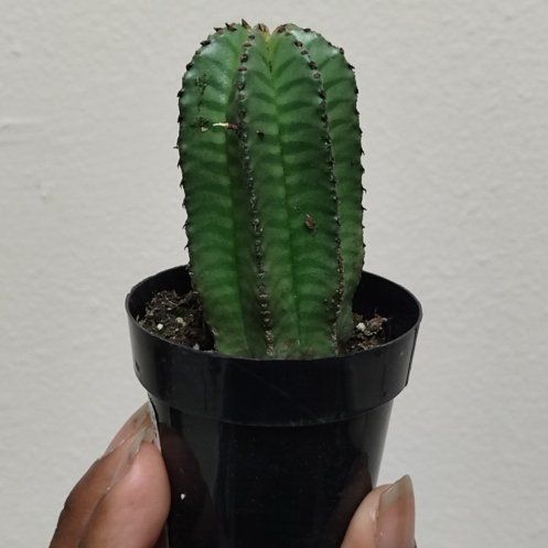 Photo of the plant species Succulent by @QueenBoneset9 named Fernie Mercury on Greg, the plant care app