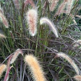 Photo of the plant species Crimson Fountaingrass by @BraveRedfir56 named Fernie Mercury on Greg, the plant care app