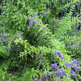 Photo of the plant species Pigeon Berry by @BraveRedfir56 named Miley on Greg, the plant care app