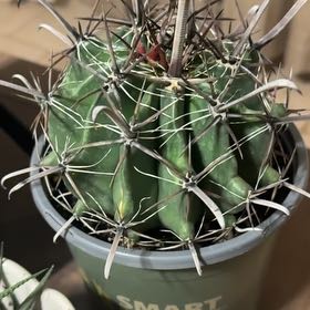 Photo of the plant species Devil's Pincushion by @GenerousRosea18 named Bodhi on Greg, the plant care app