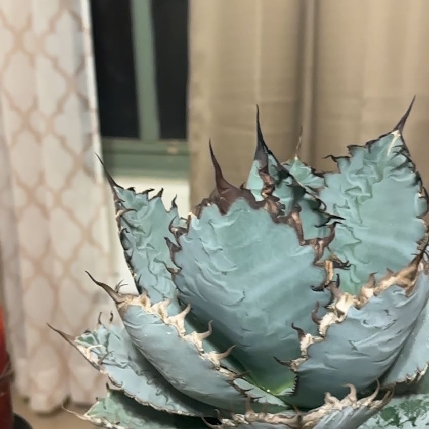 Photo of the plant species Butterfly Agave by @GenerousRosea18 named Kobe on Greg, the plant care app