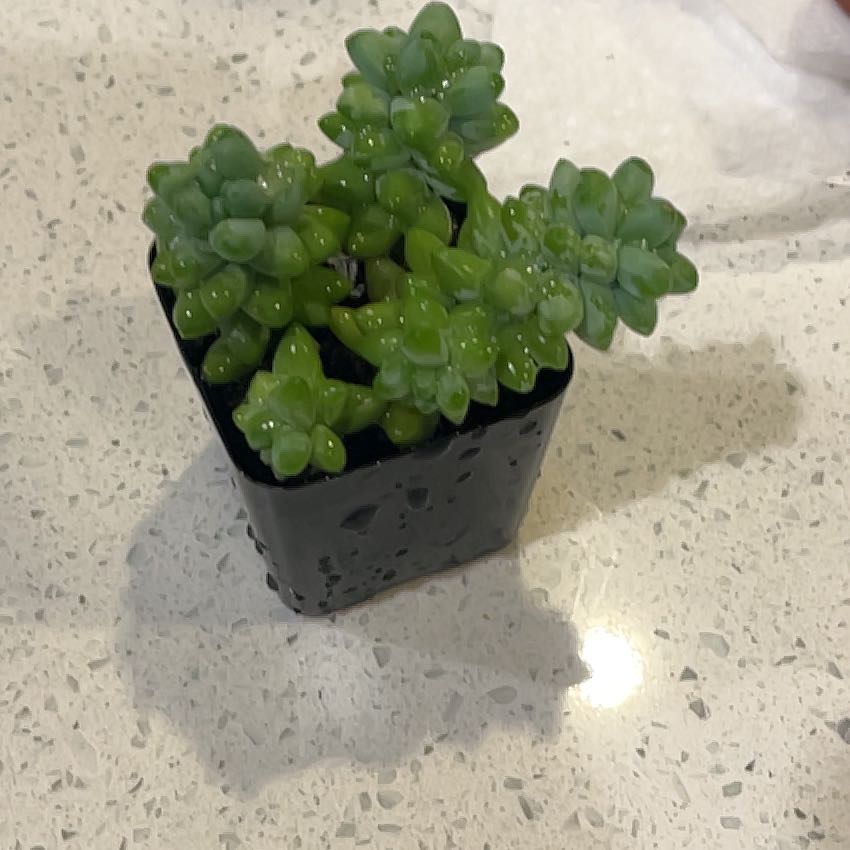 Photo of the plant species Oregon Stonecrop by @CoolMira2 named Oregon Stonecrop on Greg, the plant care app