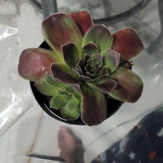 Photo of the plant species Jovibarba by @WinTule6 named Harper on Greg, the plant care app