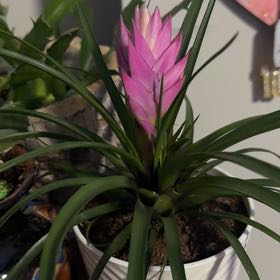 Photo of the plant species Pink Quill by @BelovedGinger51 named ChloroPhil on Greg, the plant care app