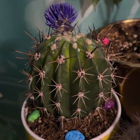 Photo of the plant species Hairbrush by @BelovedGinger51 named Morgan Treeman on Greg, the plant care app