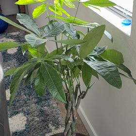 Photo of the plant species Ficus by @TangibleKamahi named Gilbert on Greg, the plant care app