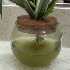 Photo of the plant species Dracaena Goldstar by @TangibleKamahi named Emerson on Greg, the plant care app
