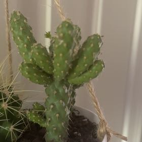 Photo of the plant species Mini Cholla by @StarLavender83 named Clooney on Greg, the plant care app