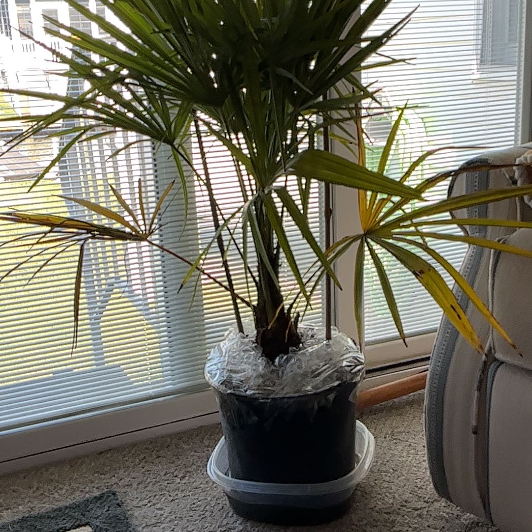 Photo of the plant species Mediterranean Dwarf Palm by @KnightTeatree17 named Gates on Greg, the plant care app