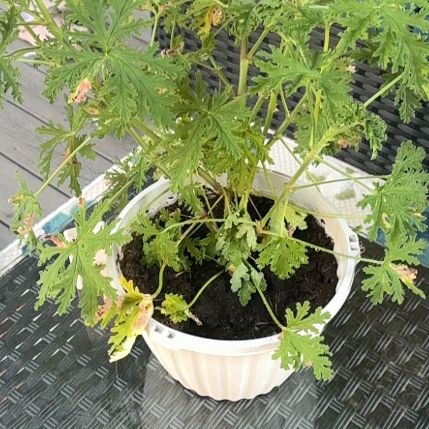 Photo of the plant species Sweet Scented Geranium by @GoldenBeech86 named Scarlett on Greg, the plant care app