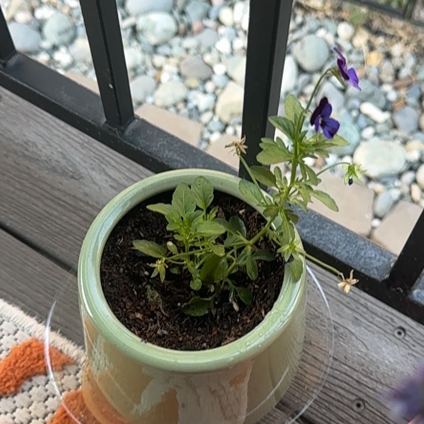 Photo of the plant species Wild Pansy by @GoldenBeech86 named Leonardo on Greg, the plant care app