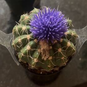 Photo of the plant species Cardoon by @BabyRiberry75 named Mollie on Greg, the plant care app