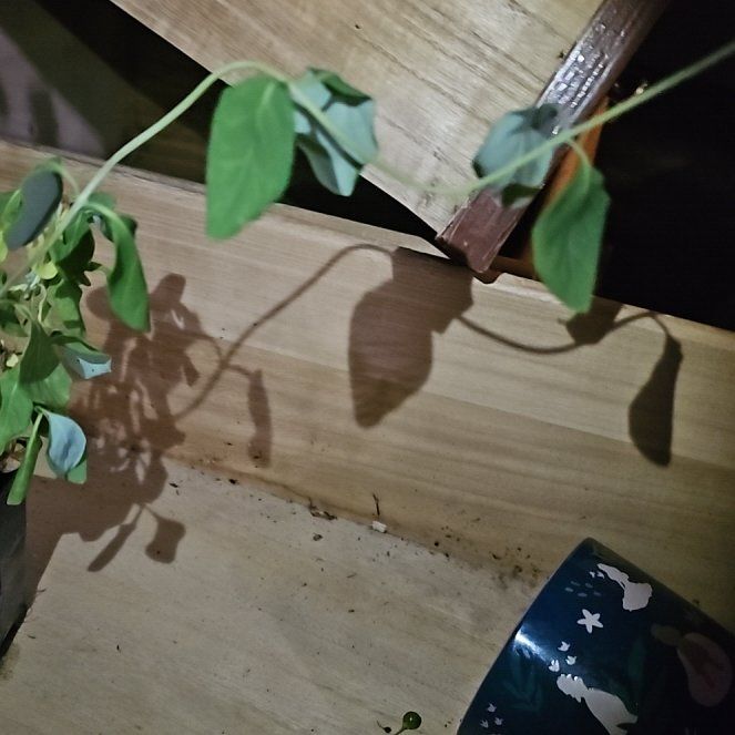 Photo of the plant species Yellow Trumpet Honeysuckle by @TryMaitake12 named Gaga on Greg, the plant care app