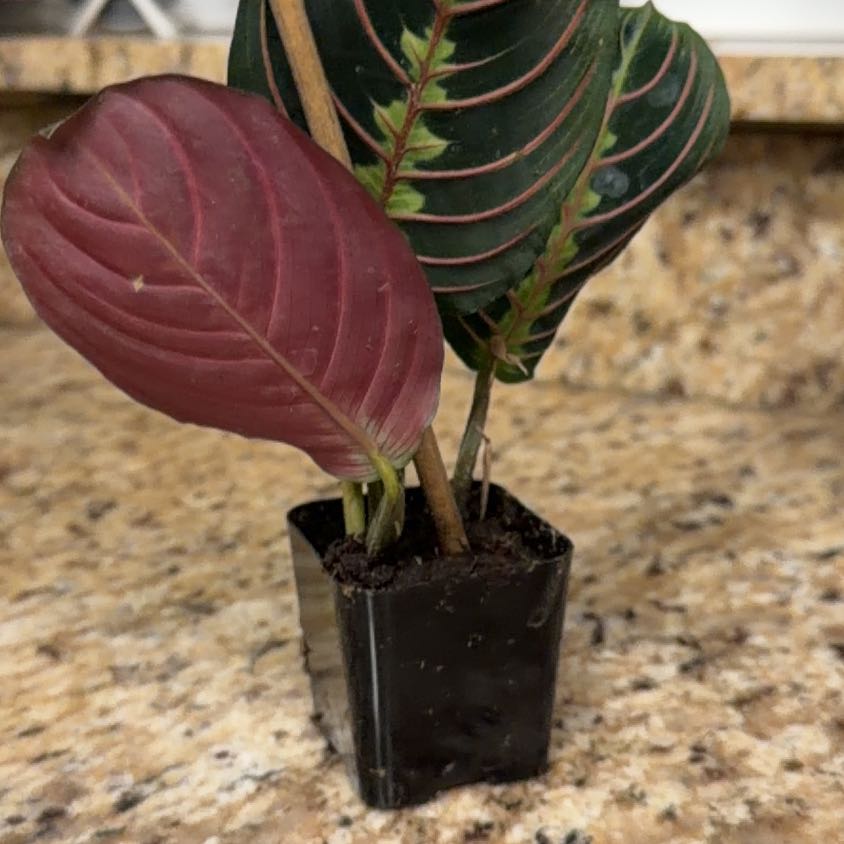 Photo of the plant species Prayer Plant by @acsb81 named Luna on Greg, the plant care app
