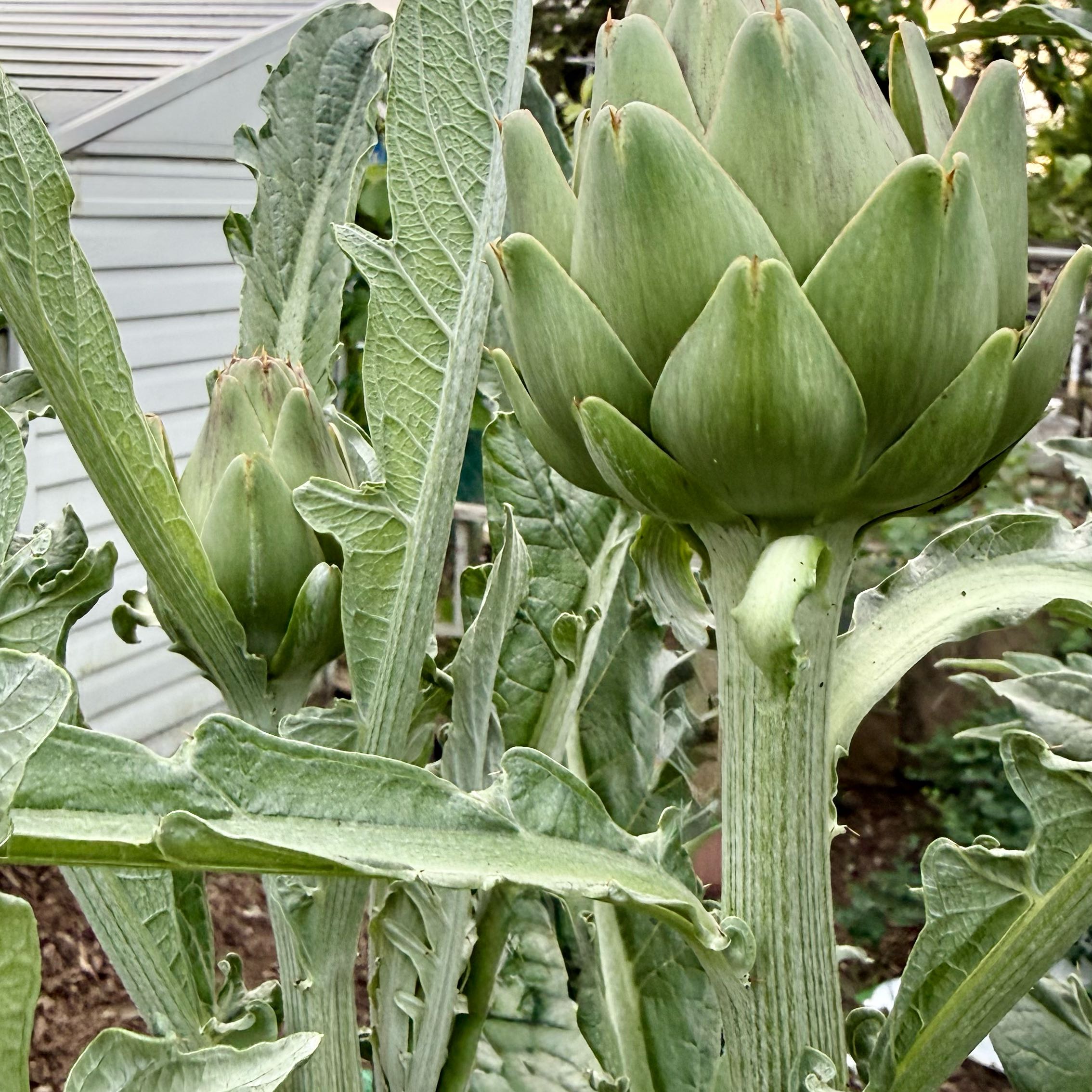 Photo of the plant species Great Plains Yucca by @HoneyedAlfalfa7 named Aria on Greg, the plant care app