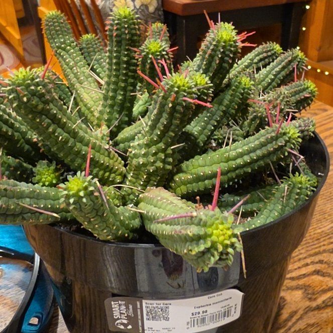 Photo of the plant species Corncob Cactus by @FitPalmier44 named Nithin on Greg, the plant care app