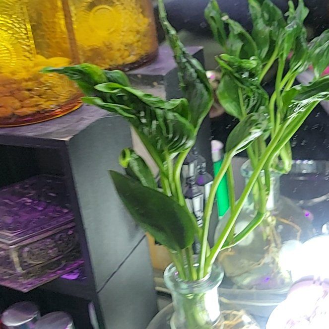 Photo of the plant species Pothos 'Shangri La' by @TeasTrees named Plato on Greg, the plant care app
