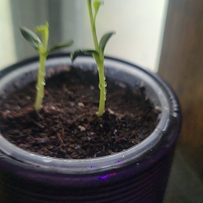 Photo of the plant species Apple by @TeasTrees named Ulysses S Plant on Greg, the plant care app
