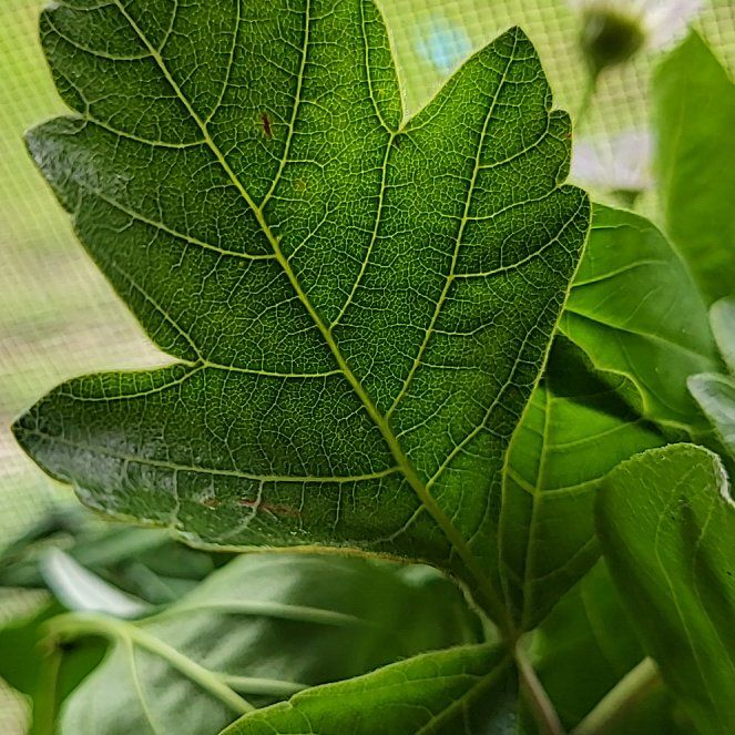 Photo of the plant species Fragrant Sumac by @TeasTrees named Clooney on Greg, the plant care app