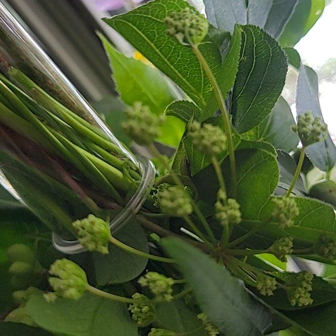 Photo of the plant species White Mulberry by @TeasTrees named Remington on Greg, the plant care app
