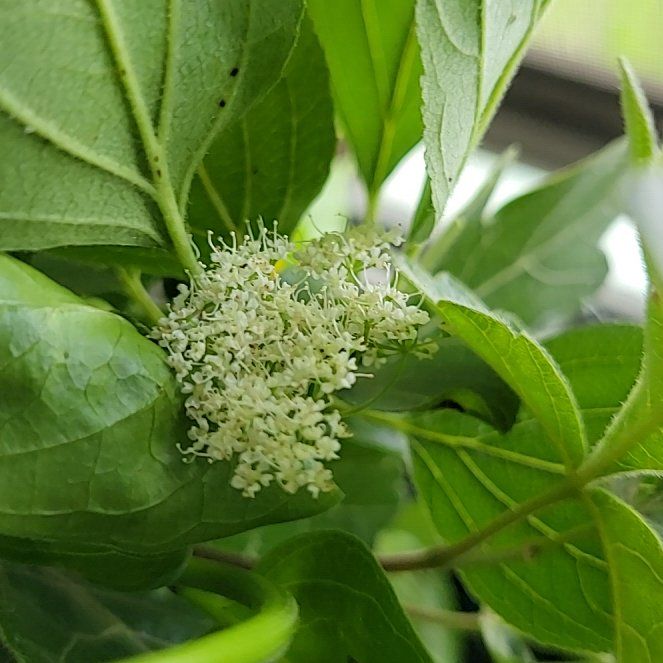 Photo of the plant species Ashy Hydrangea by @TeasTrees named Bieber on Greg, the plant care app